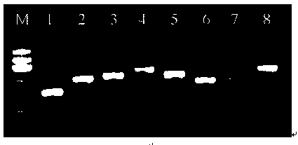 Suspension array for detecting serotype enterobacter aerogenes typing and application