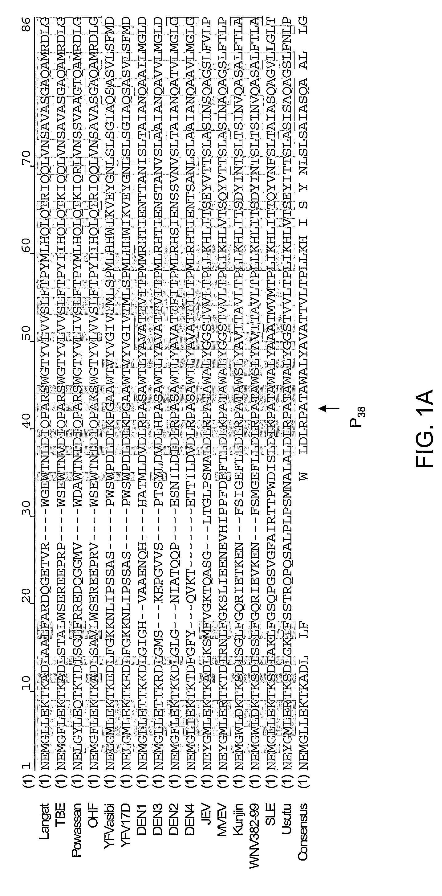 Novel attenuated virus strains and uses thereof