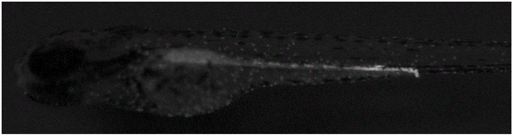 A method to obtain whole-kidney zebrafish expressing green fluorescent protein