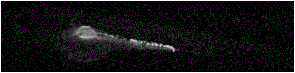 A method to obtain whole-kidney zebrafish expressing green fluorescent protein