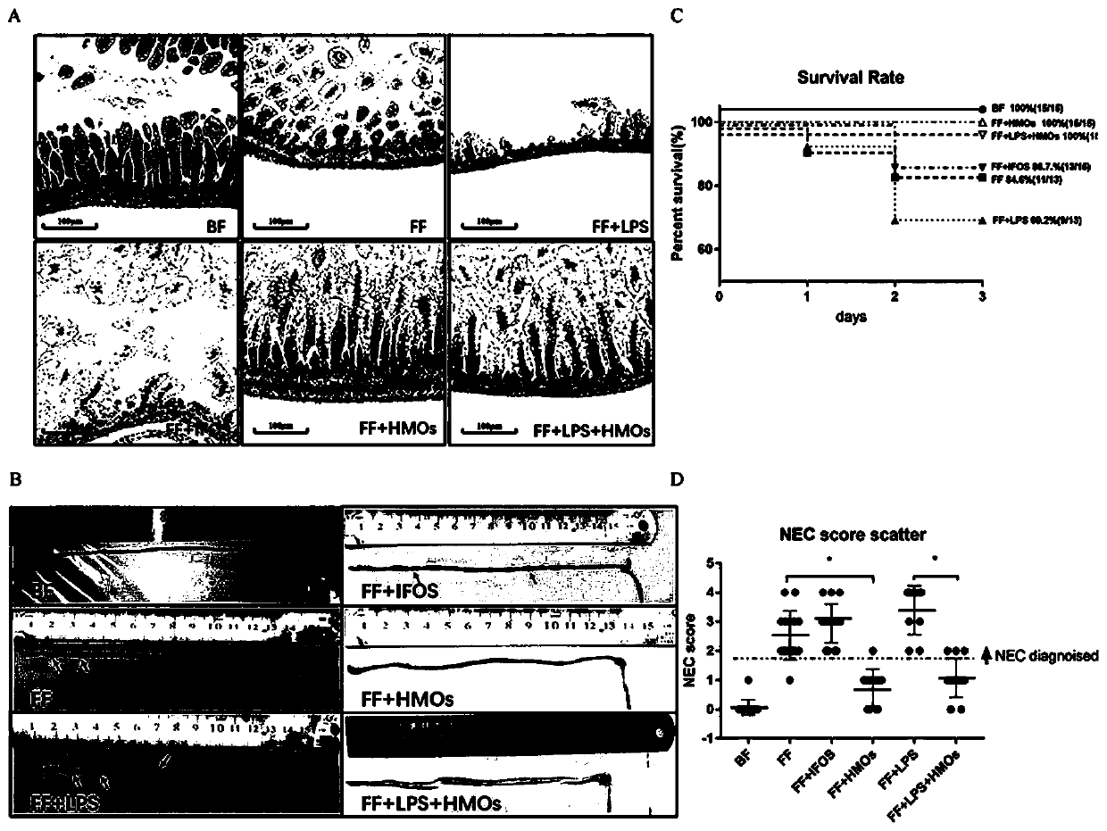 Human milk oligosaccharides and application thereof in preparation of medicines for treating or preventing NEC by relieving intestinal tract hypoxia injury
