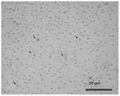 Dissociation and separation method for shellfish spermary spermatogenic cells