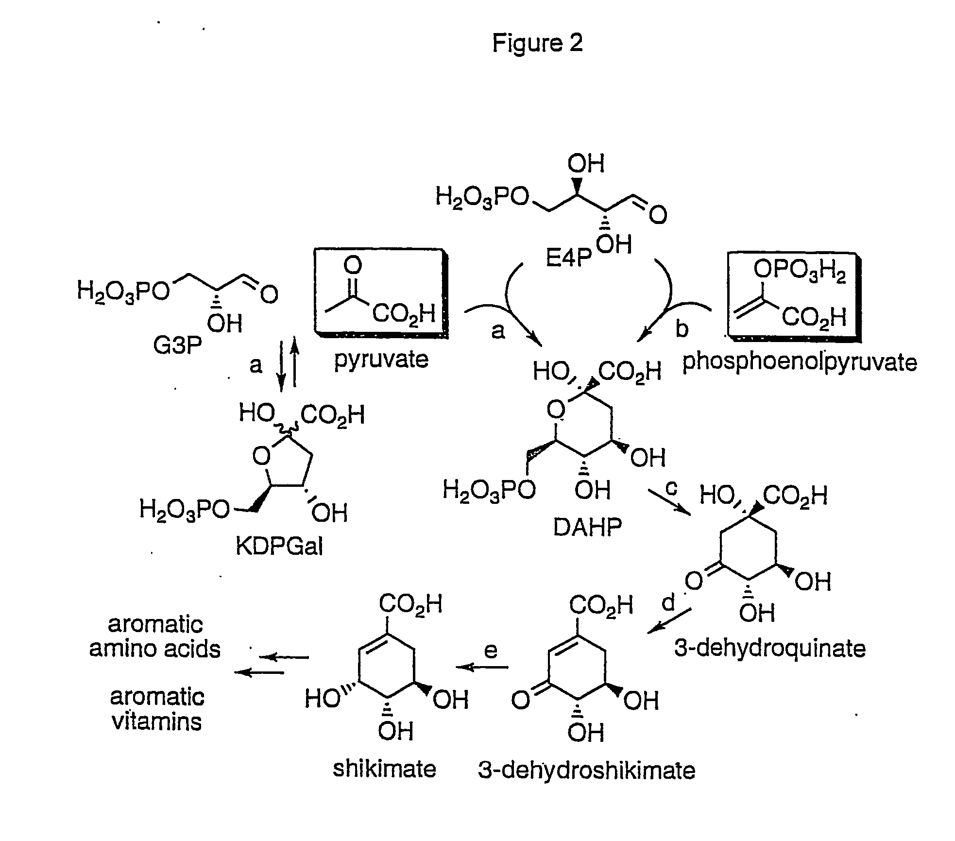 Methods and materials for the production of shikimic acid