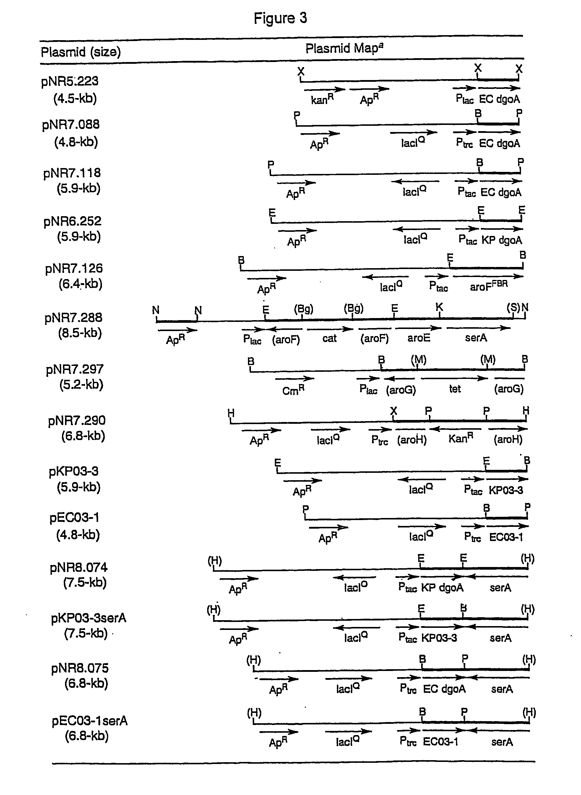 Methods and materials for the production of shikimic acid