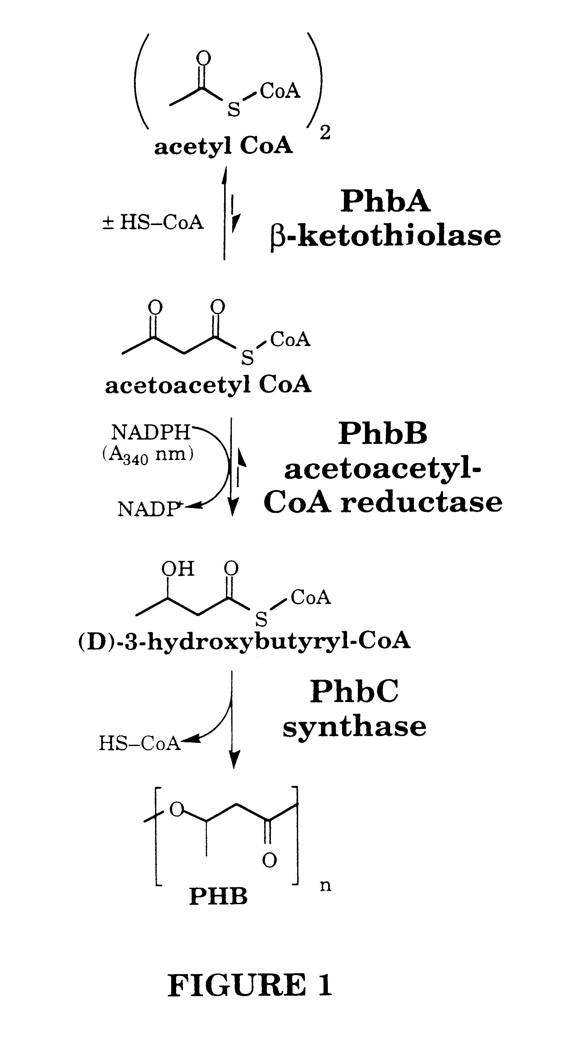 Polyhydroxyalkanoates of narrow molecular weight distribution prepared in transgenic plants