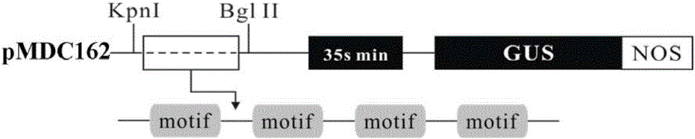 Phytophthora inducible artificially synthesized promoter PMP3, as well as recombinant expression vector and application thereof