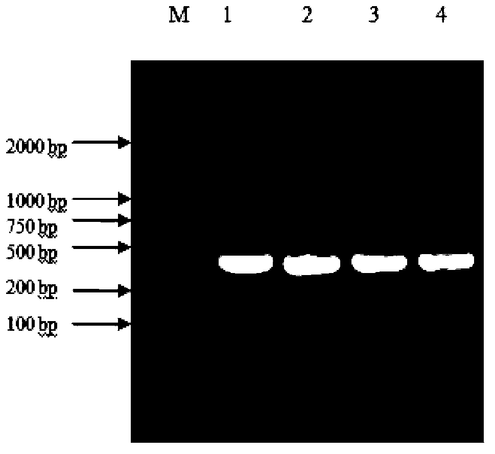 Antisense expression method for self-compatibility novel germplasm of S-RNase creation pear by utilizing pollen mediators