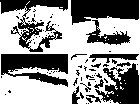 Method for cultivating cordyceps militaris by using cordyceps militaris strains to infect silkworm larvae