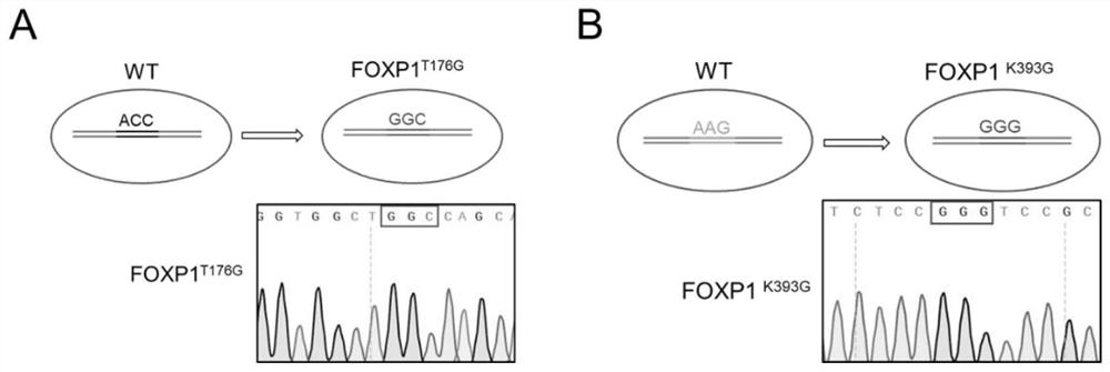 Method for delaying senescence of mesenchymal stem cells through FOXP1 gene editing and mutation