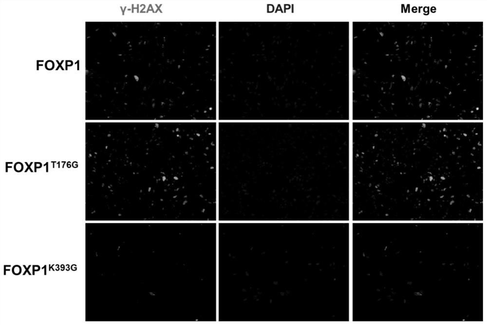 Method for delaying senescence of mesenchymal stem cells through FOXP1 gene editing and mutation
