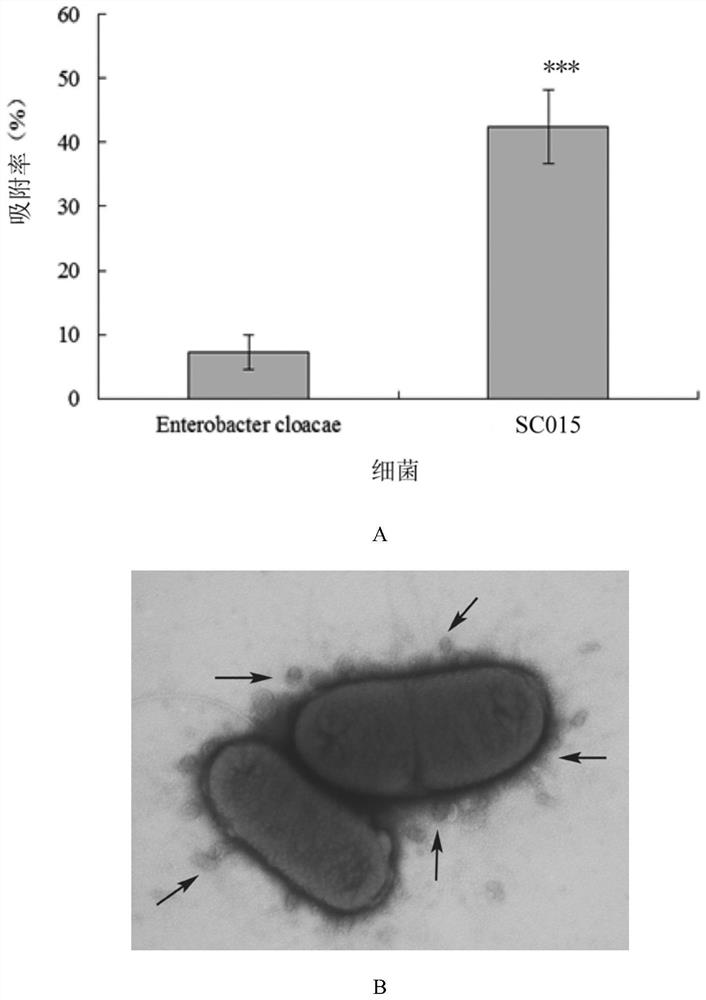 Sphingobacterium SC015 and application thereof in preparation of norovirus adsorbent