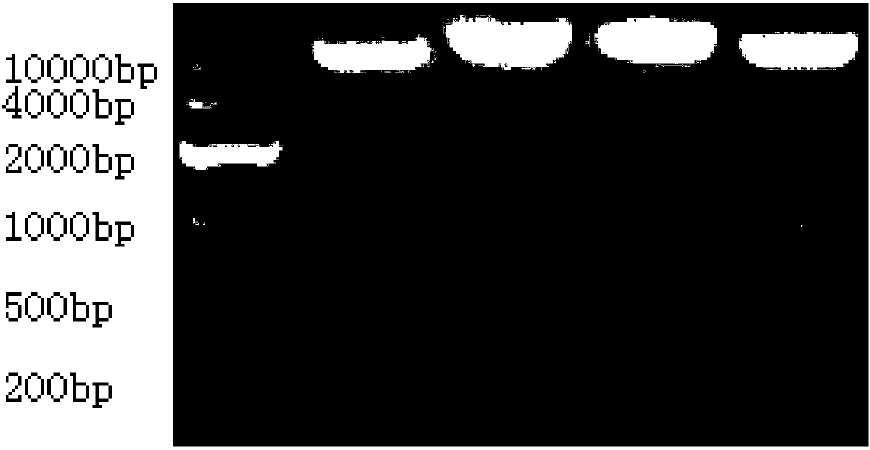 Anti-microbial fusion proteins and application thereof