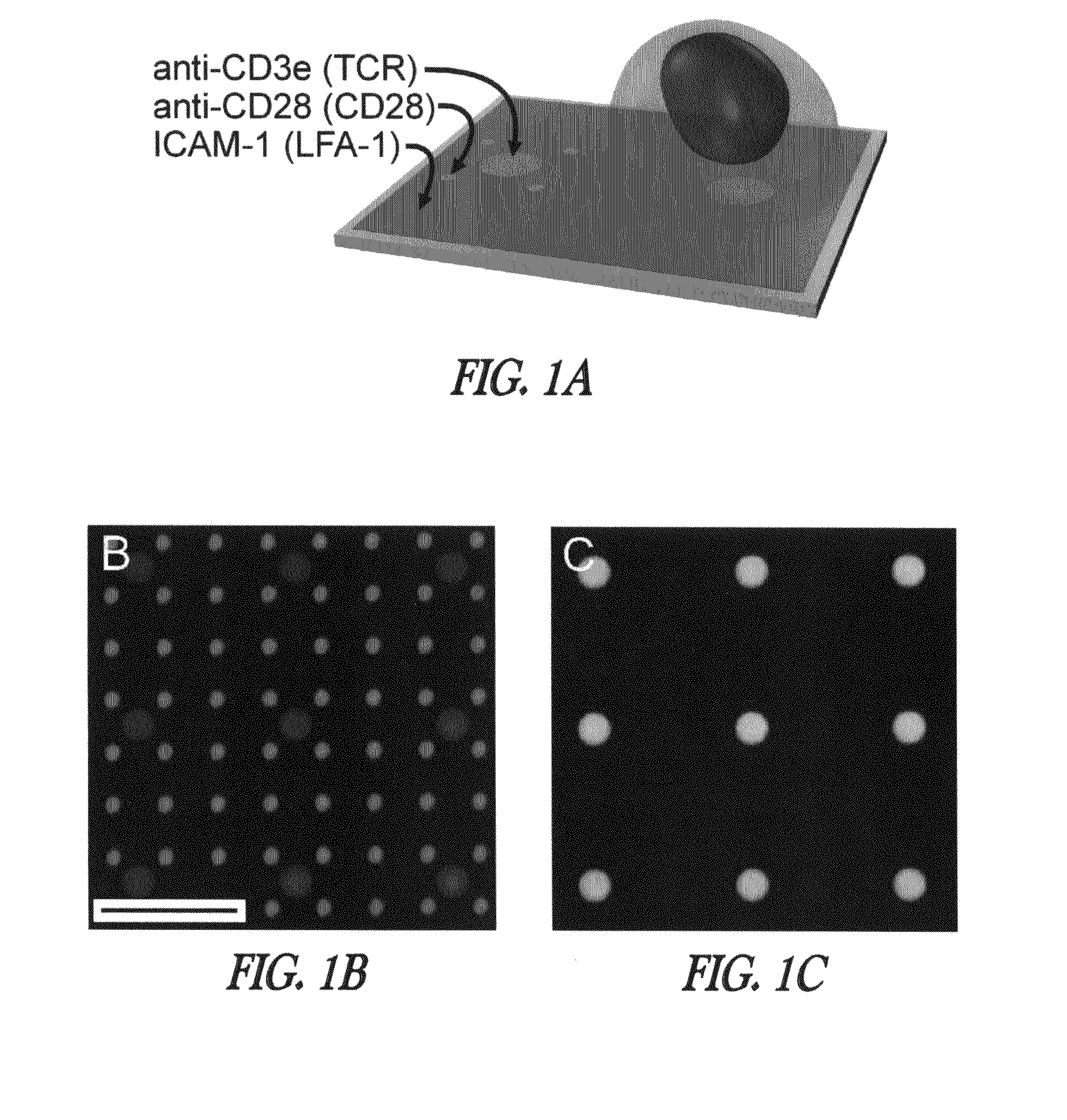 Micropatterned T cell stimulation