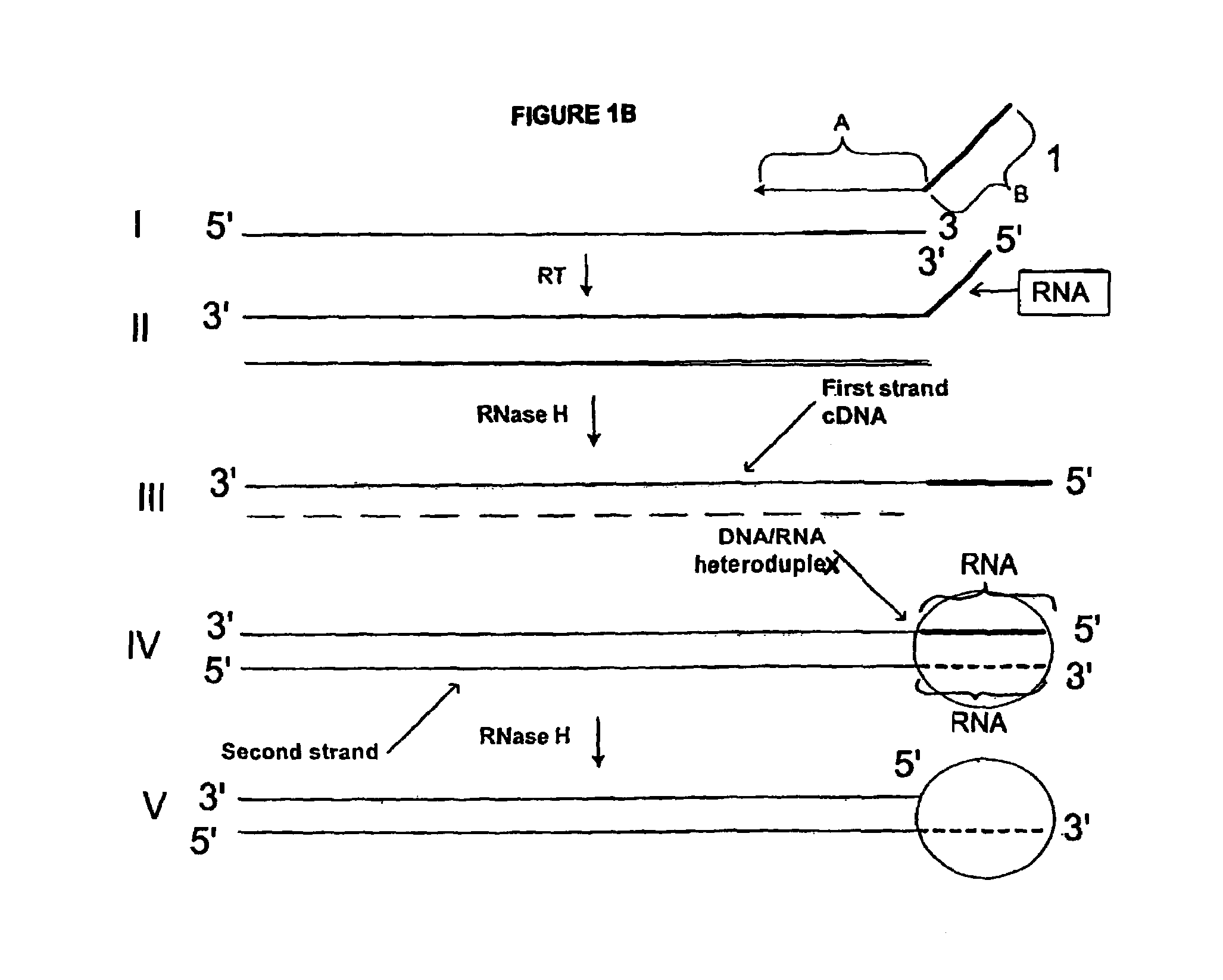 Methods for generating double stranded DNA comprising a 3' single stranded portion and uses of these complexes for recombination