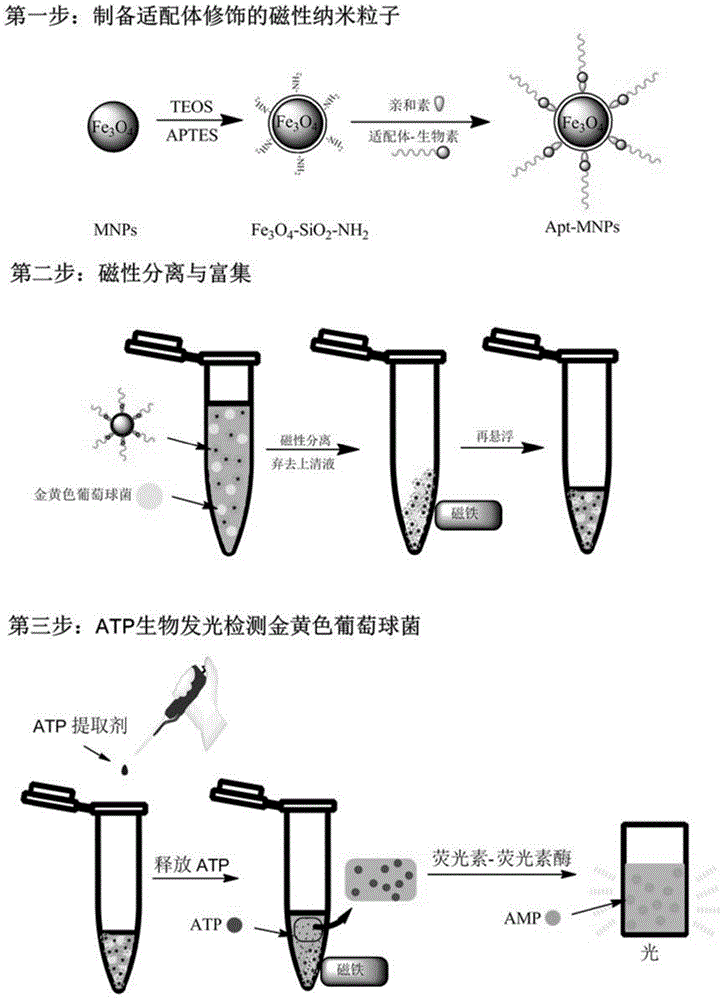 Method for specific detection of staphylococcus aureus