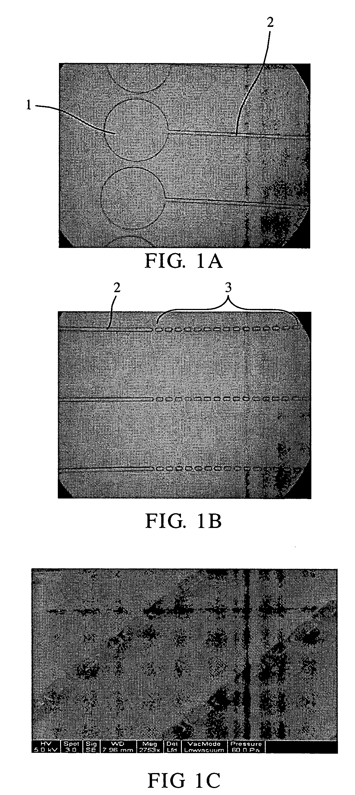Device for axon and neurite growth and method for producing the same