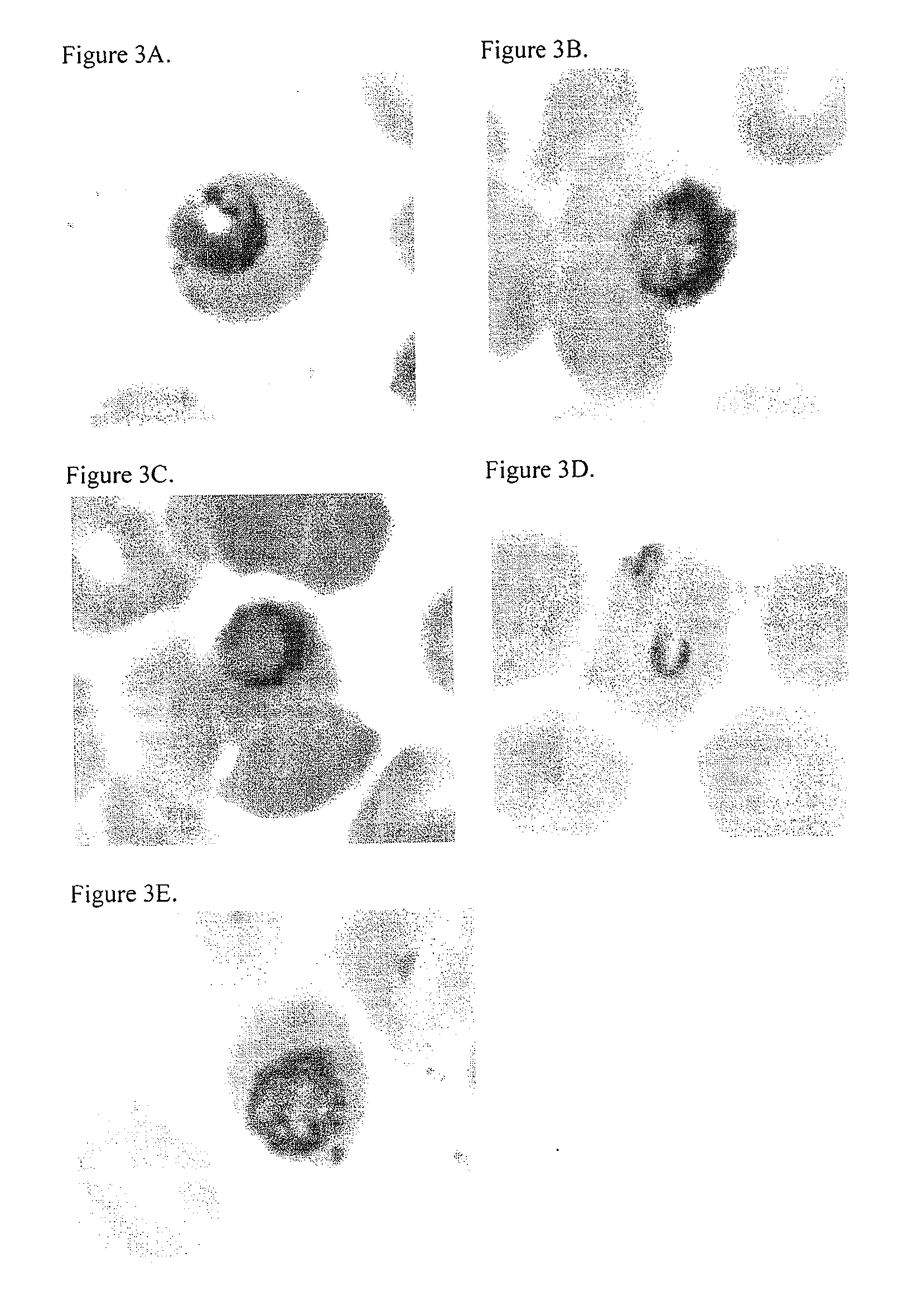 Prodrug and Fluoregenic Compositions and Methods for Using the Same