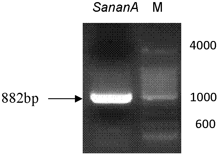 N-acetylneuraminic acid aldolase as well as coding gene and application thereof