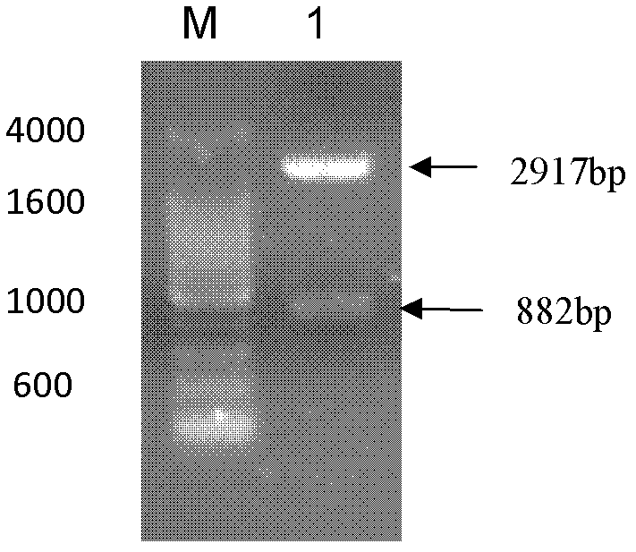 N-acetylneuraminic acid aldolase as well as coding gene and application thereof