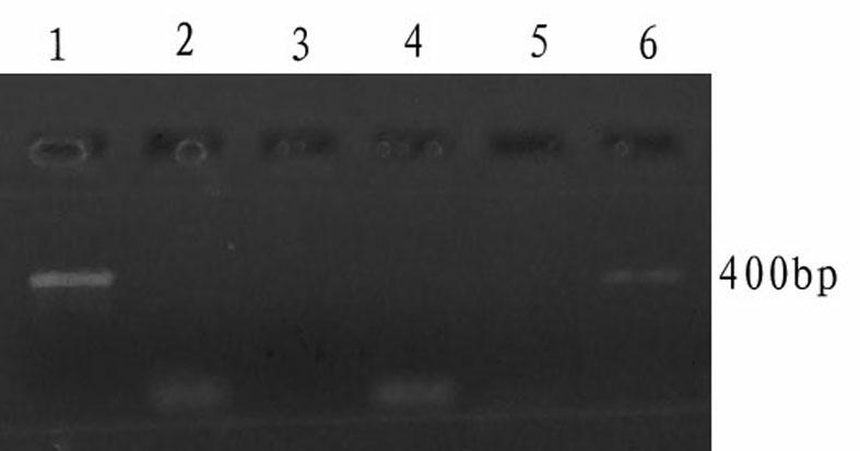 Taq DNA (deoxyribonucleic acid) polymerase cold start activity detection metho