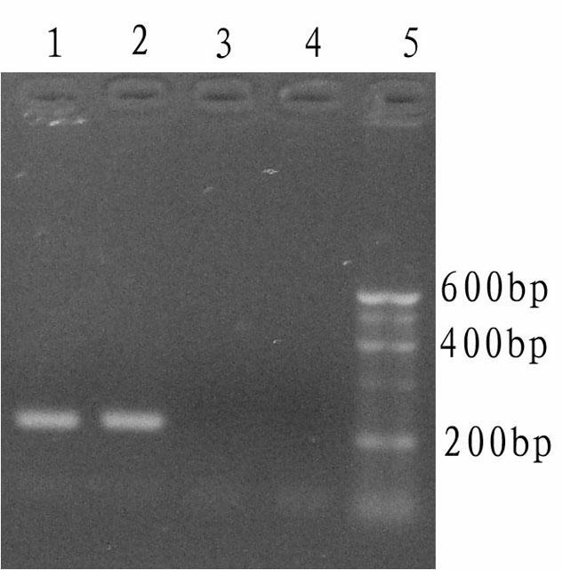 Taq DNA (deoxyribonucleic acid) polymerase cold start activity detection metho