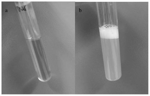 Anti-bacteriophage lactobacillus plantarum strain and application thereof in fermented soybean milk