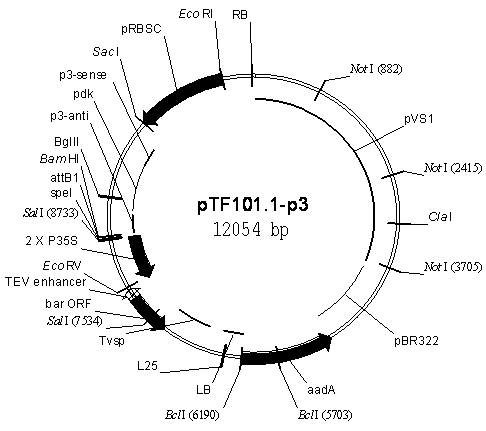 A method for cultivating transgenic plants resistant to soybean mosaic virus