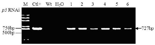 A method for cultivating transgenic plants resistant to soybean mosaic virus