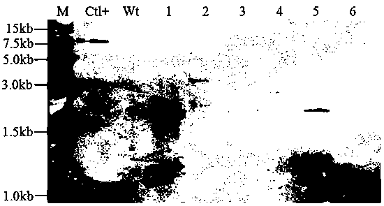 A method for cultivating transgenic plants resistant to soybean mosaic virus