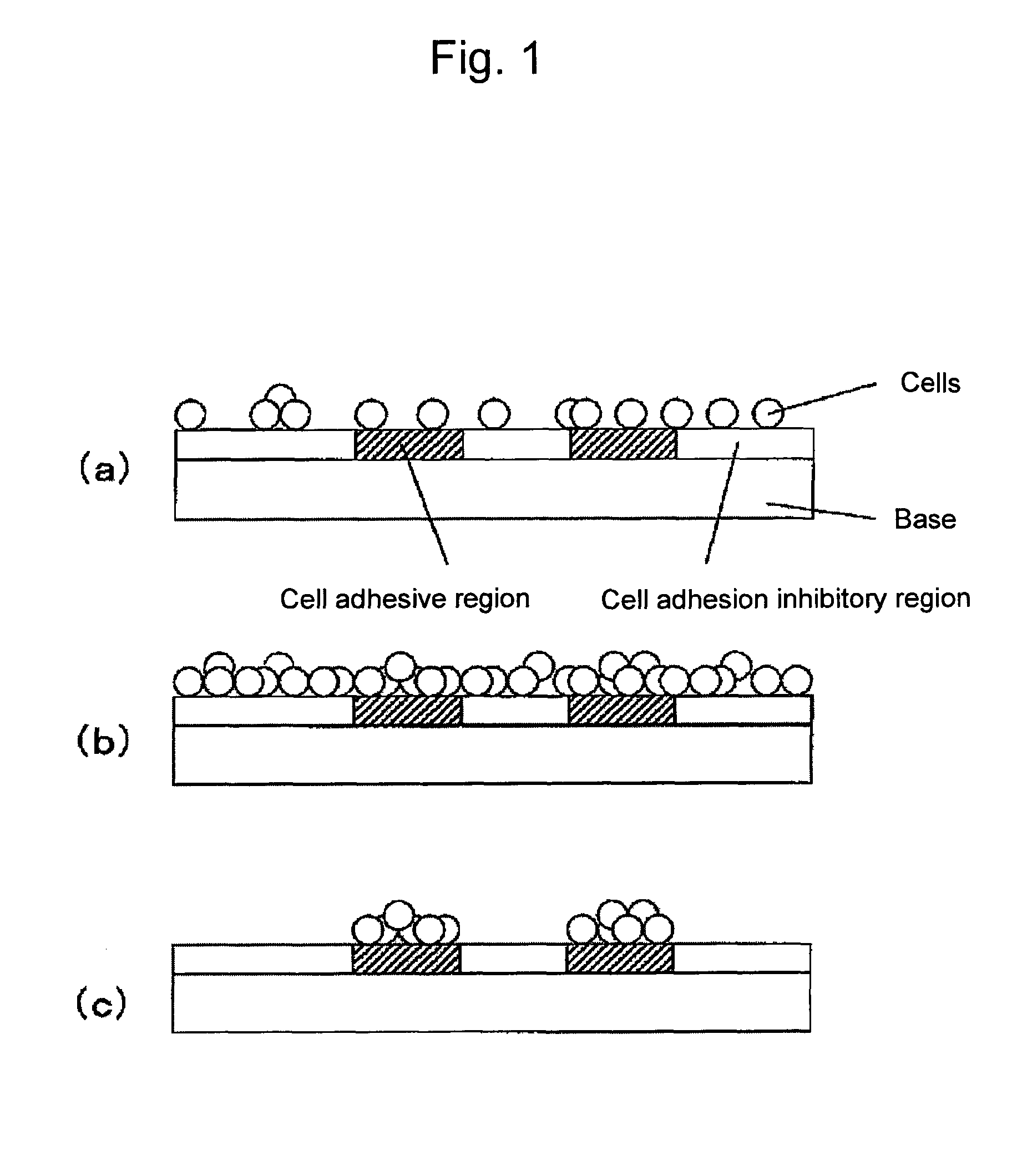 Substrate for cell culture
