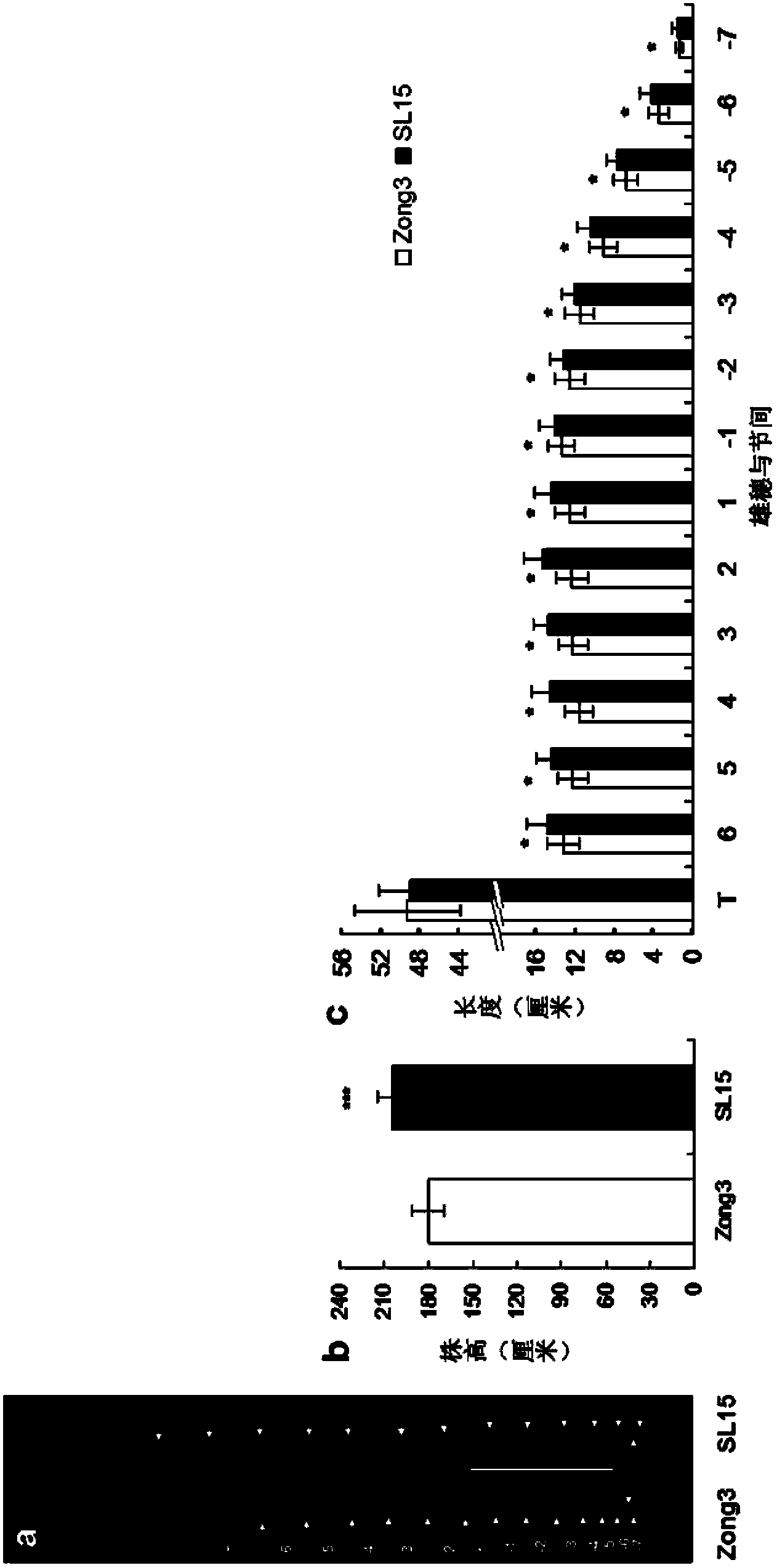 Molecular marker for controlling corn plant height and applications thereof