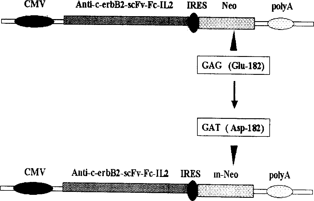 Expression carrier for high-efficient screening target protein, its preparation method and use
