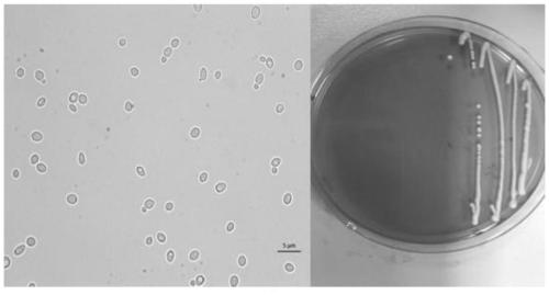 Saccharomyces cerevisiae strain rich in GABA and identification method thereof