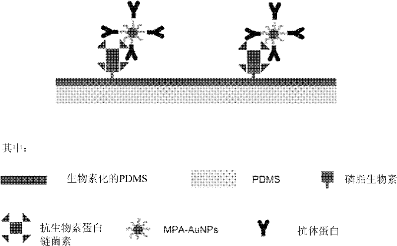 Method for fixing protein on surface of polydimethylsiloxane