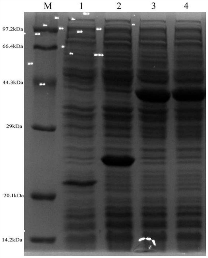 A fusion protein of expansin and xylanase, its encoding gene and application