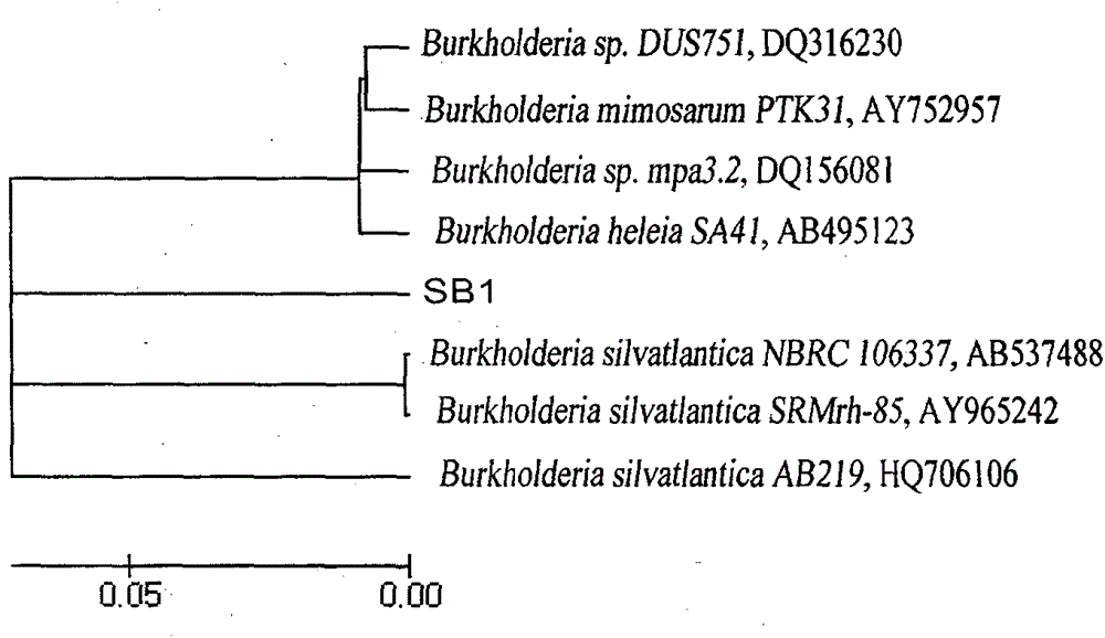 A kind of bacterial strain resistant to aluminum