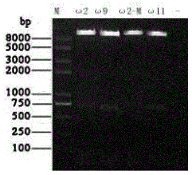 Cat omega interferon mutant as well as preparation method and application thereof