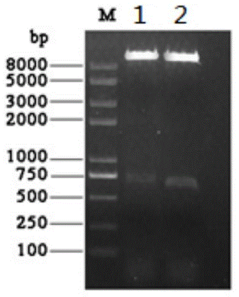 Cat omega interferon mutant as well as preparation method and application thereof