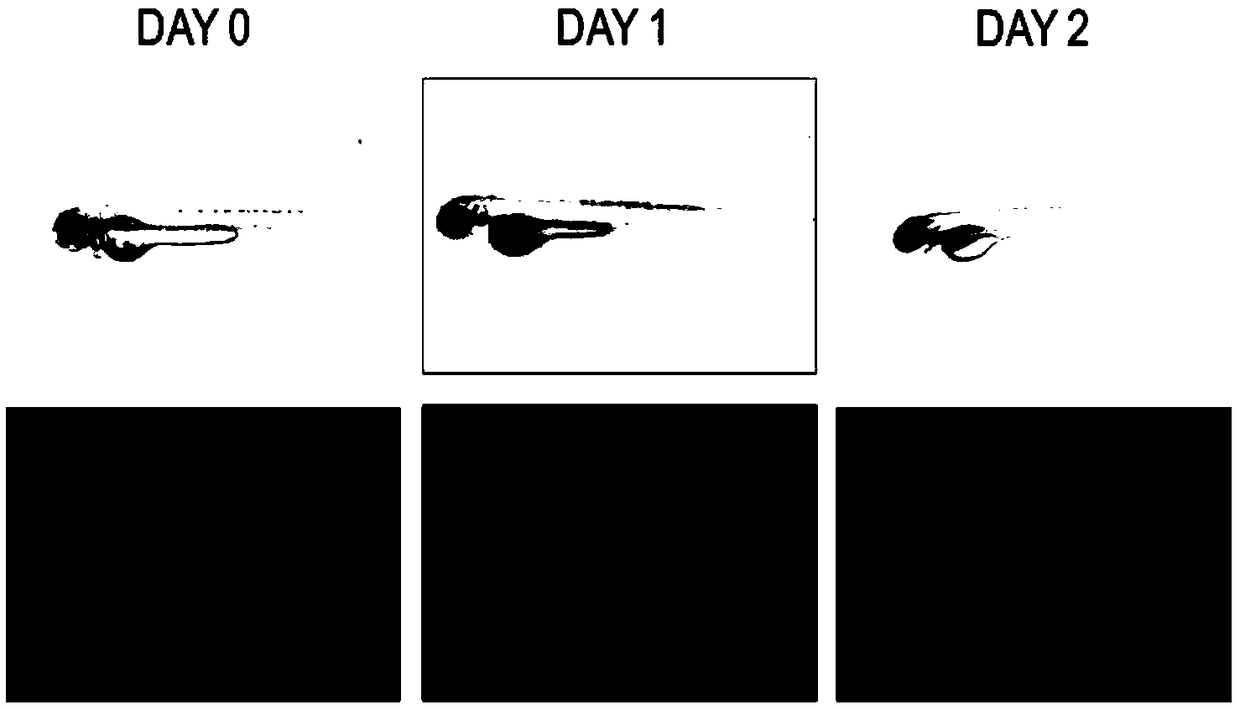 Constructing method and application of zebra fish NK/TCL tumor model