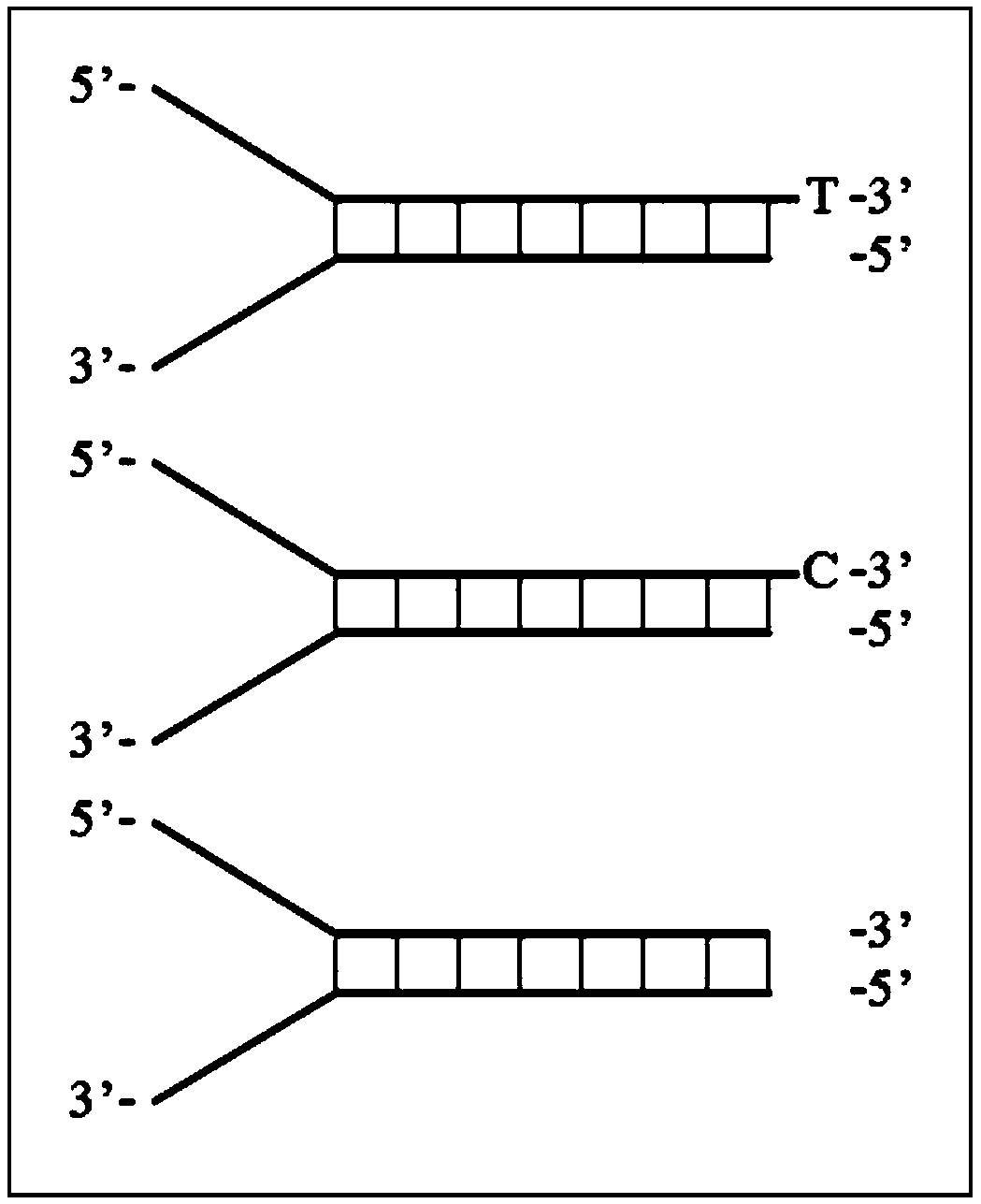An Efficient Method for DNA Adapter Ligation