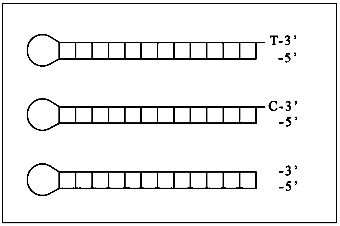 An Efficient Method for DNA Adapter Ligation