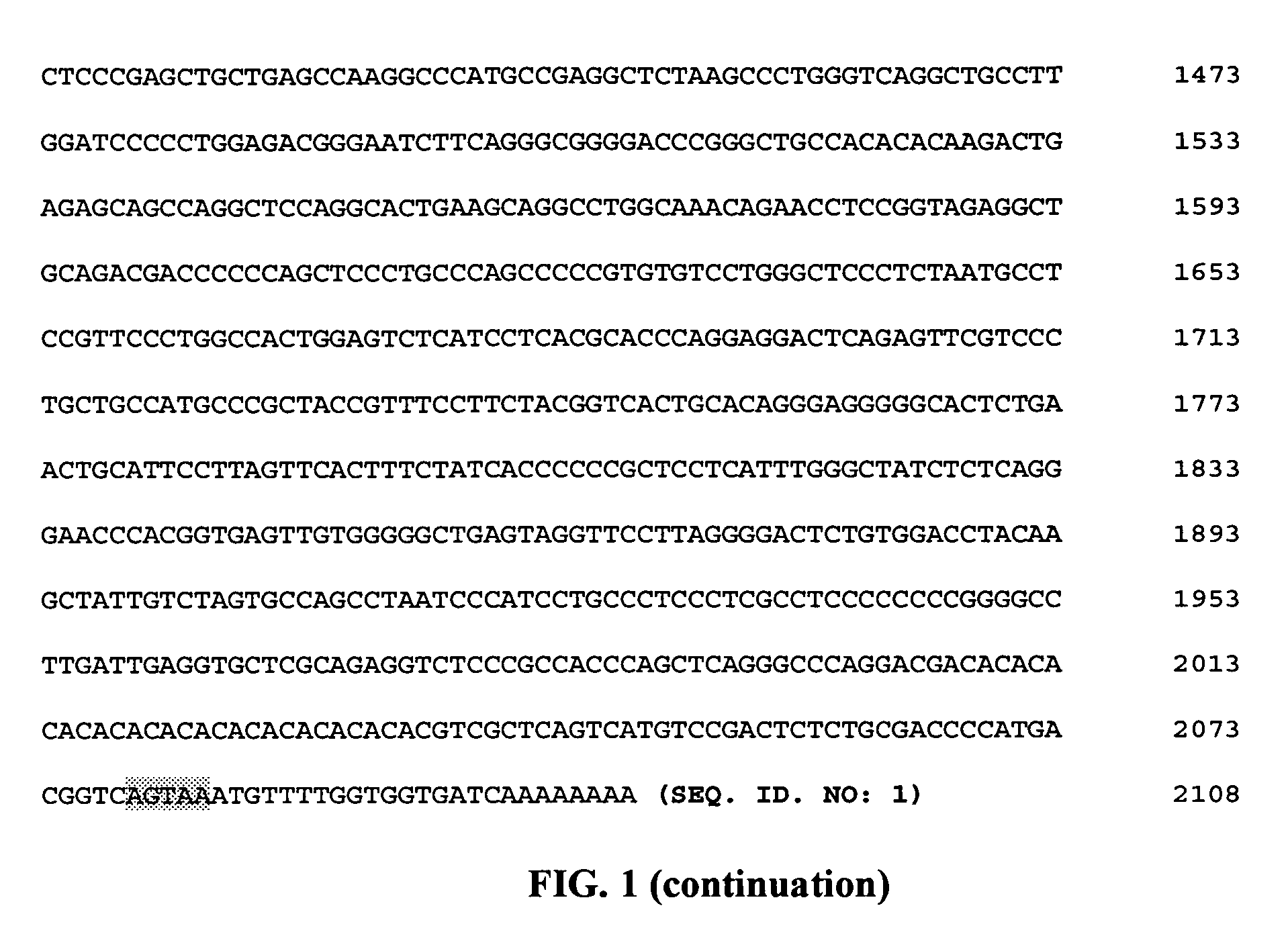 Bovine P-selectin glycorpotein ligand-1