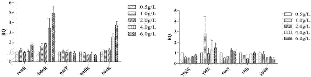 Biosensor capable of responding to 3-dehydroshikimic acid and application of biosensor