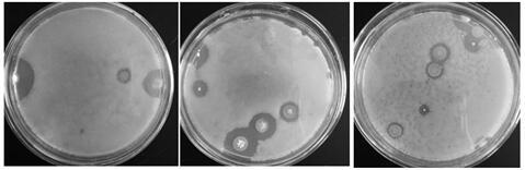 Streptomyces clavuligerus strain with high production of clavulanic acid and stress breeding method and application thereof