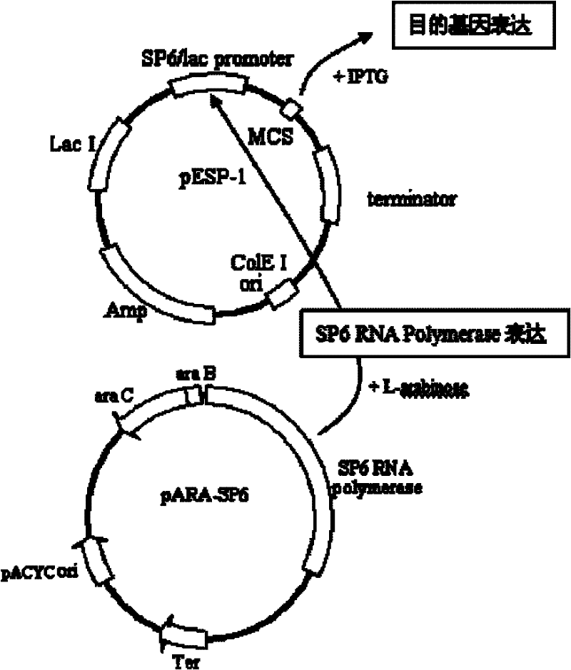 Double-control double-regulation prokaryotic expression vector system and construction method and application thereof