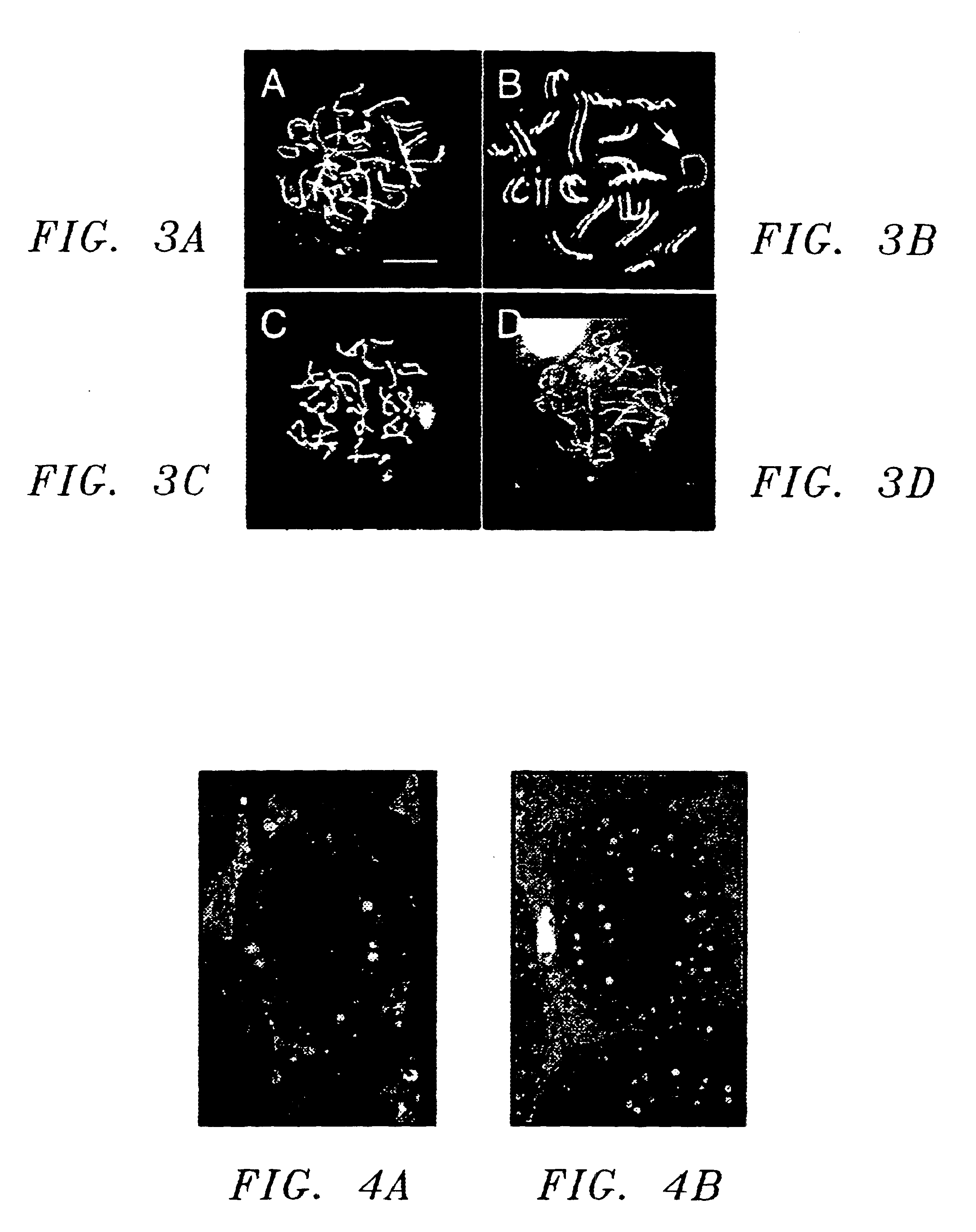 MORC gene compositions and methods of use