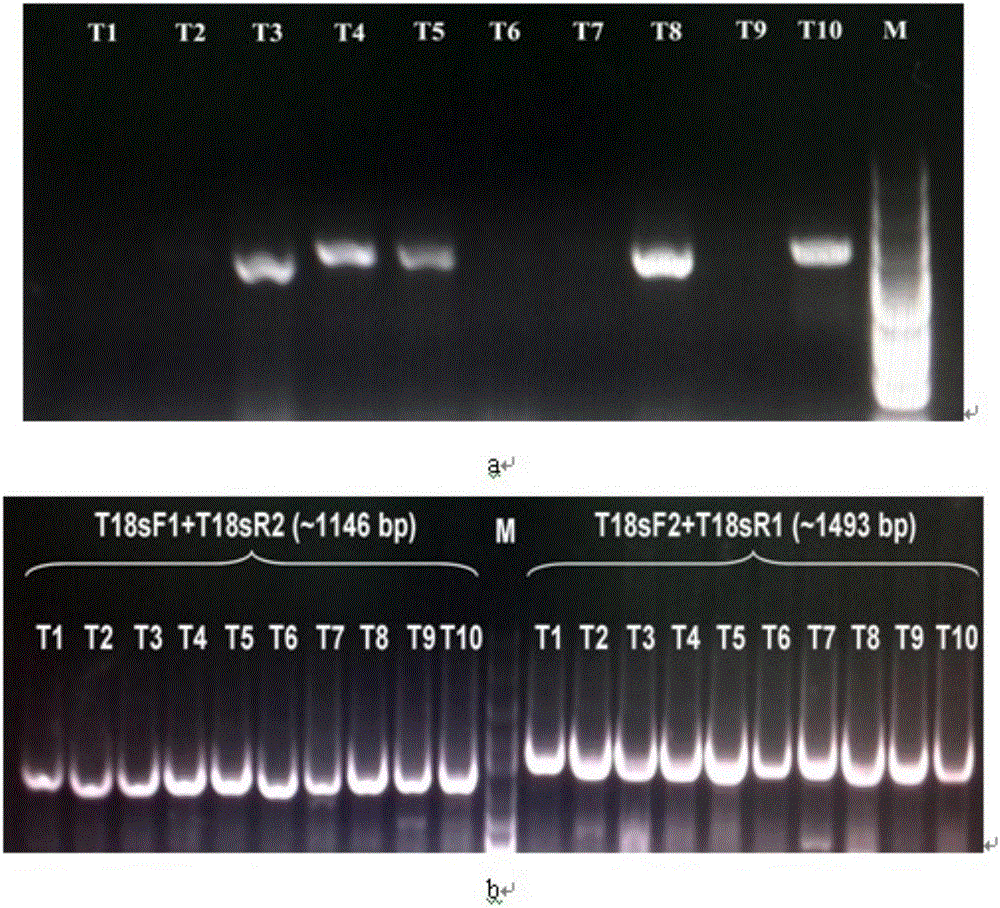 Tick nest type PCR (Polymerase Chain Reaction) specific primer and tick nest type PCR identification method