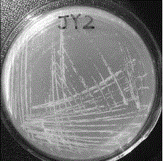 Bacillus pumilus JY2 and applications thereof