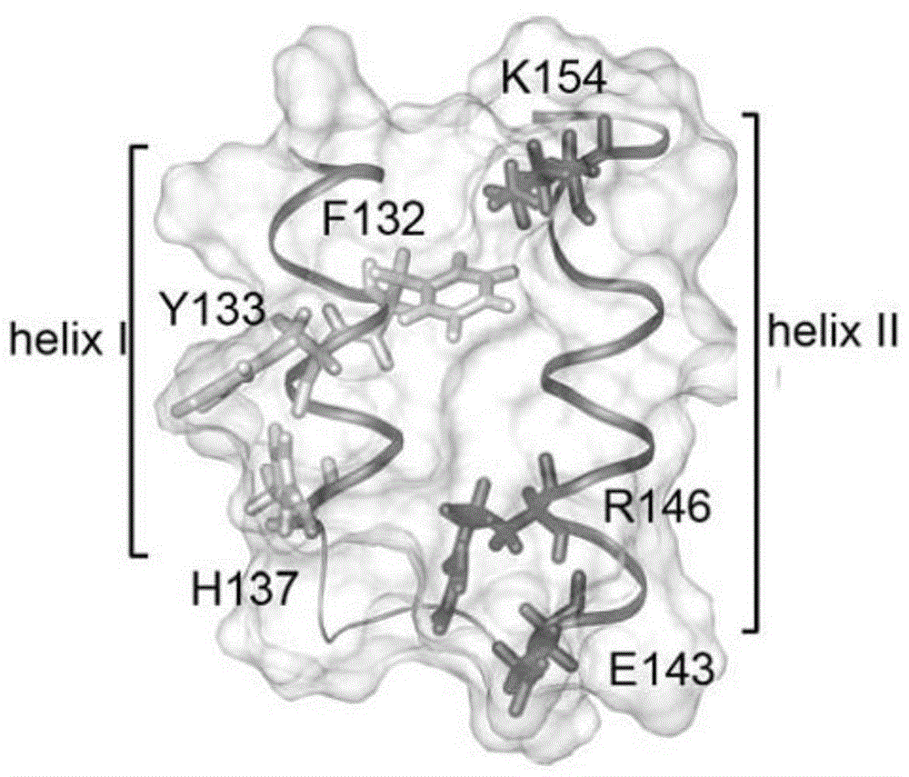 Novel affinity ligand polypeptide library of immunoglobulin G constructed based on protein A affinity model and application of design method