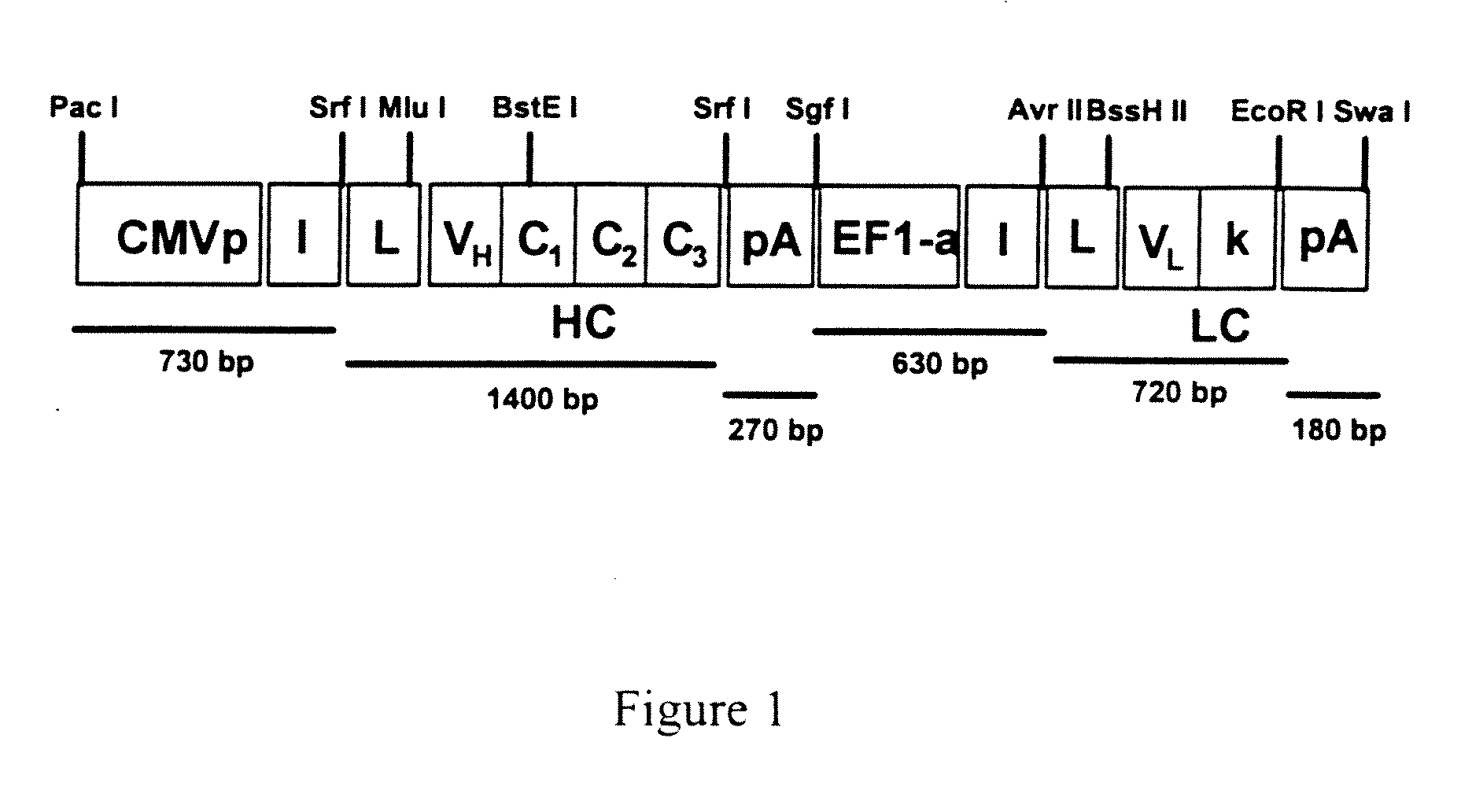 Antibody Gene Transfer and Recombinant AAV Therefor